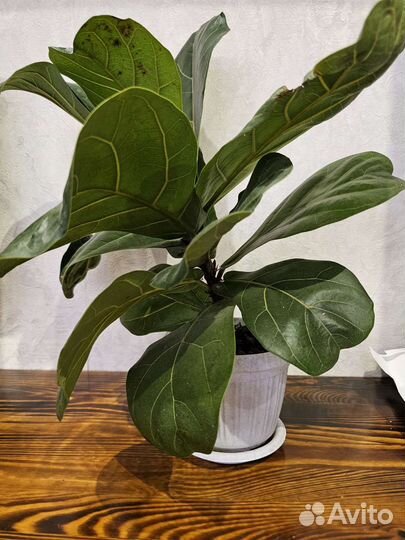 Фикус Лирата Колумнарис