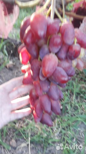 Ягода винограда