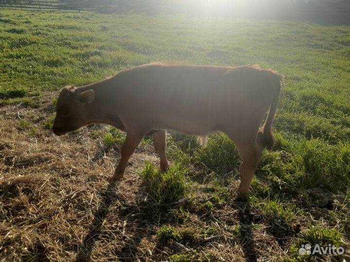 Телята бычки