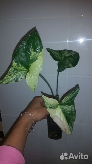 Сингониум Imperial White