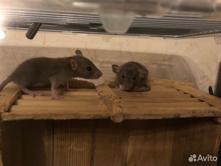 Крысята сиамские дамбо классика