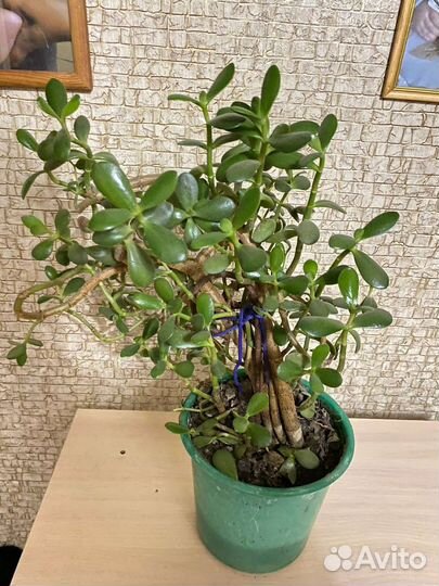 Комнатные цветы