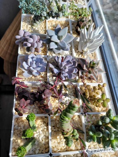 Суккуленты