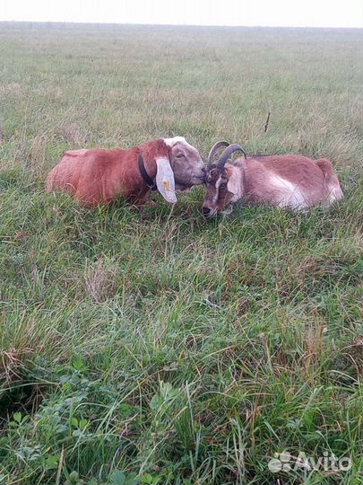 Молоко Коровье,Козье