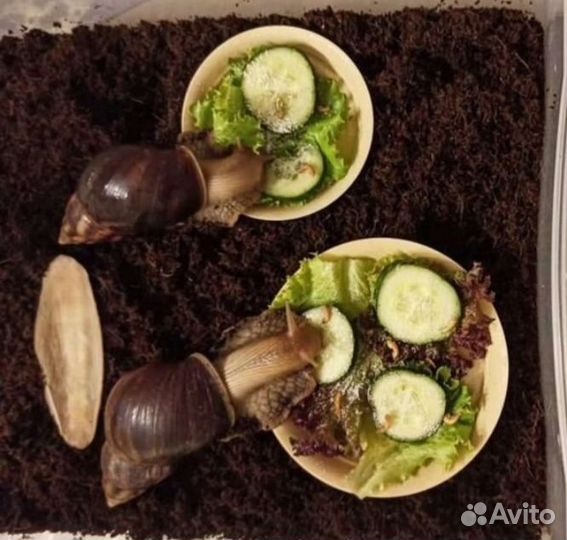 Улитки ахатины бесплатно