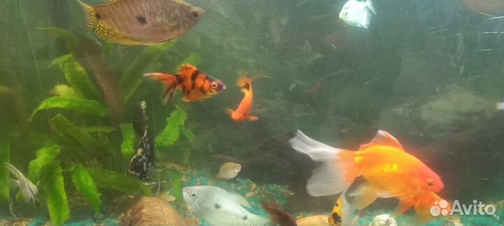 Аквариум