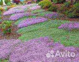 Тимьян (оптом, в розницу) забивает сорняк