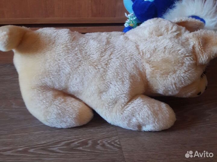 Собака и белка говорящая самолет кошка