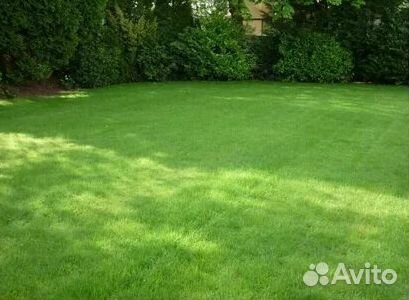 Газон рулонный