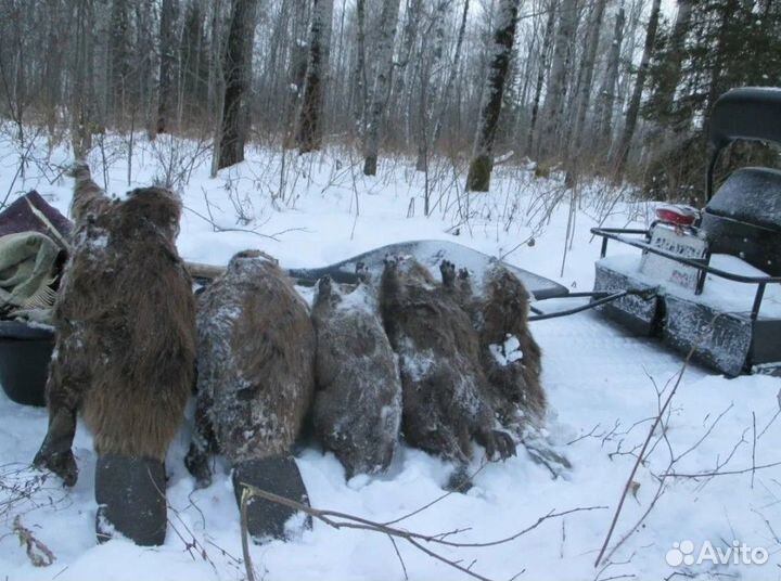 Охота на кабана \ охота на лося