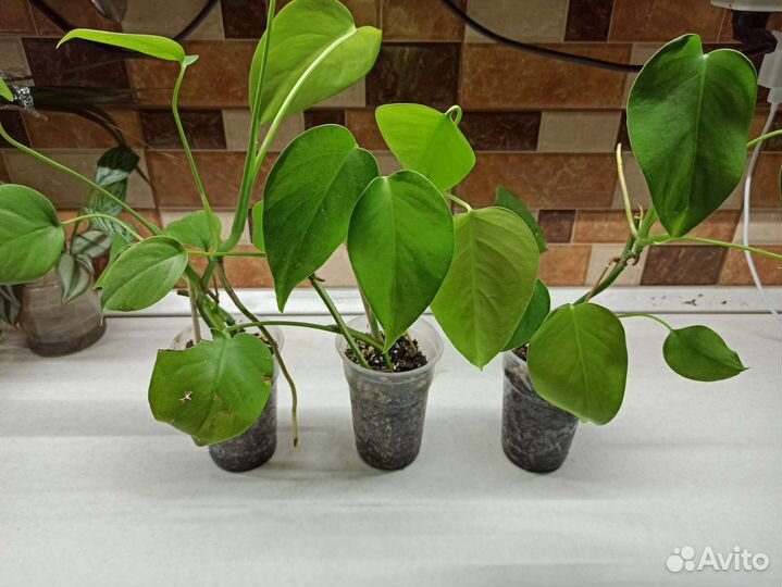 Монстера, сингониум, мюленбекия, тетрастигма и др