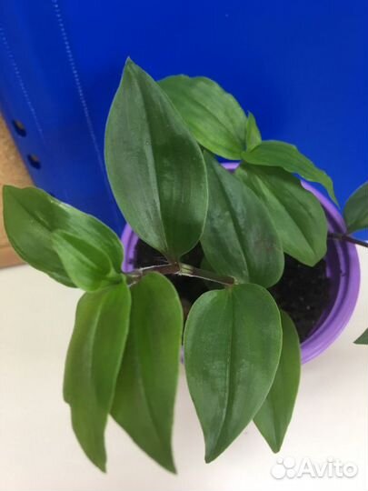 Традесканция, сансивьера