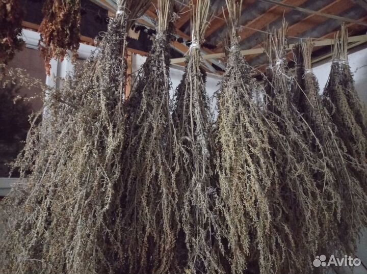 Полынь горькая.Скрутки,веники для бани.Доставка