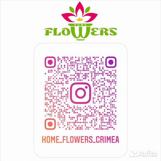 Суккуленты