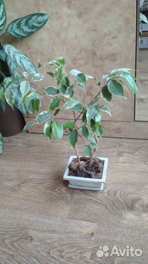 Бонсай фикус Бенджамина