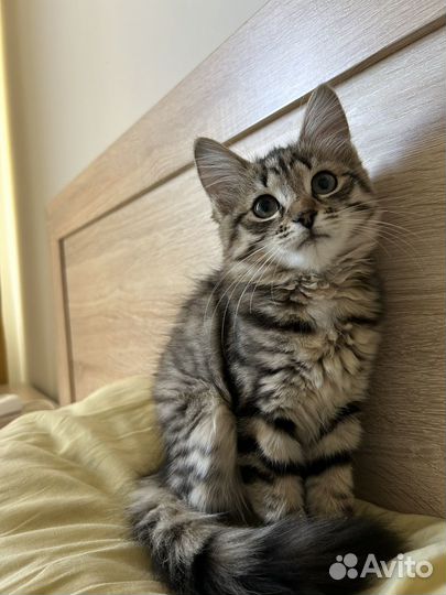 Отдам котенка в добрые руки