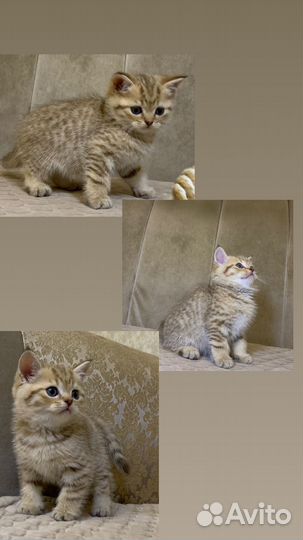 Шотландские котята