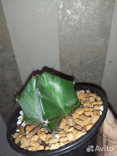 Кактусы редкие