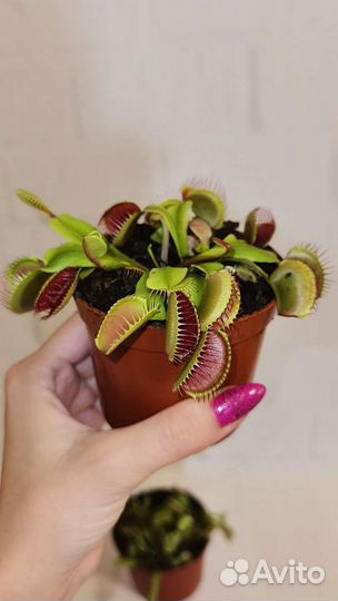 Венерина мухоловка (AVenus Flytrap)
