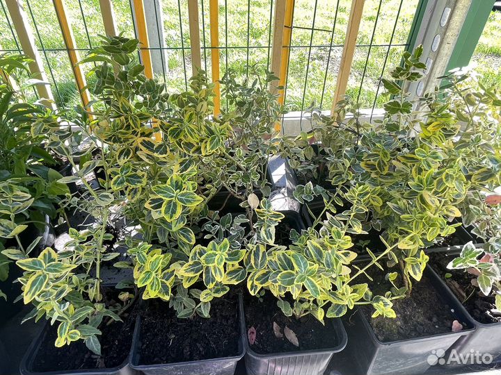 Бересклет Форчуна