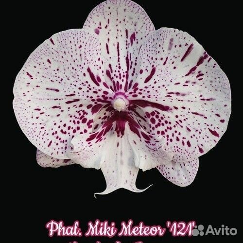 Орхидея фаленопсис биг лип подростки нецветущие