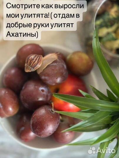 Улитки Ахатины бесплатно