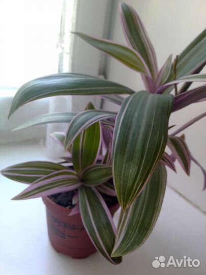 Диффенбахия и др комнатные цветы