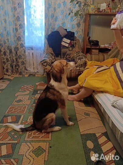 Щенки лабрадора в добрые руки