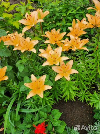 Многолетние растения