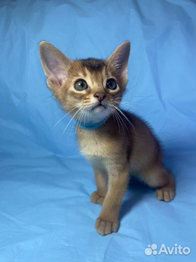 Абиссинские котята