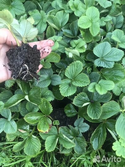 Рассада клубники