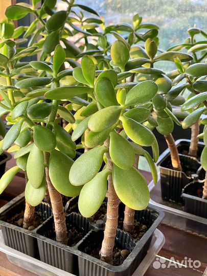 Толстянка/крассула/денежное дерево