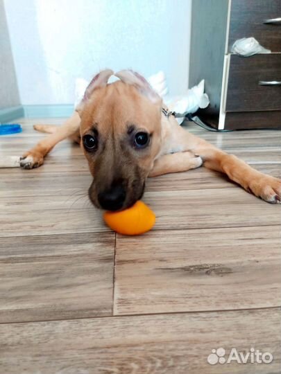 Отдам в добрые руки