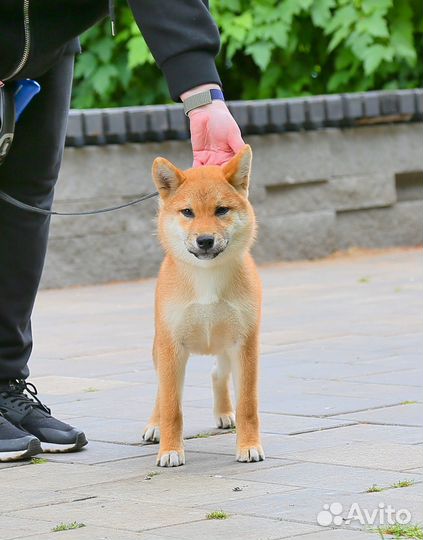 Сиба ину шоу мальчик