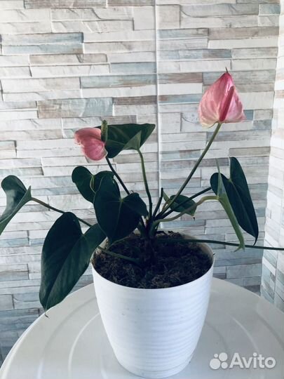 Антуриум Амалия элеганс