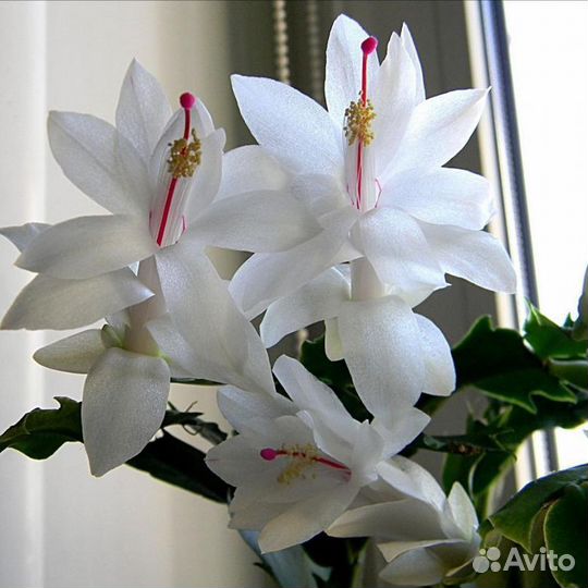 Комнатные цветы. Декабрист White Christmas