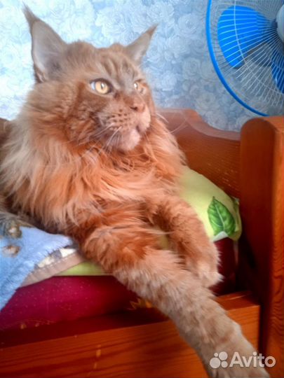 Мейн-кун вязка