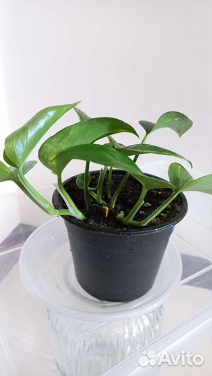 Сциндапсус золотистый