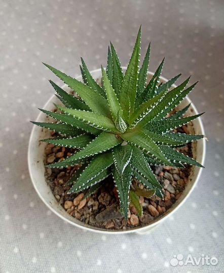 Суккуленты почтой часть 5 из 9