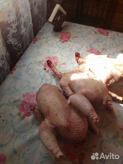 Мясо домашнего бройлера