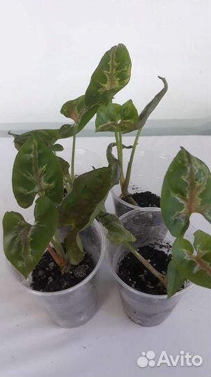 Сингониумы сортовые