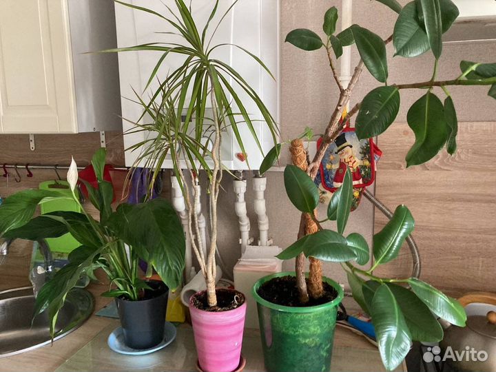 Продам цветы комнатные