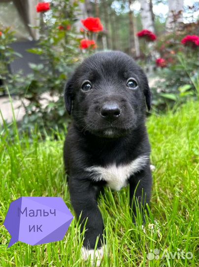 Щенки в добрые руки