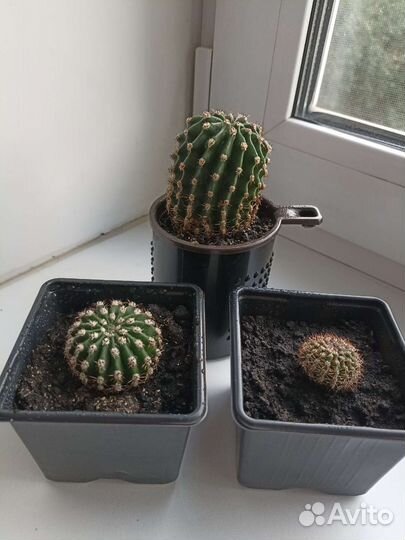 Комнатные растения