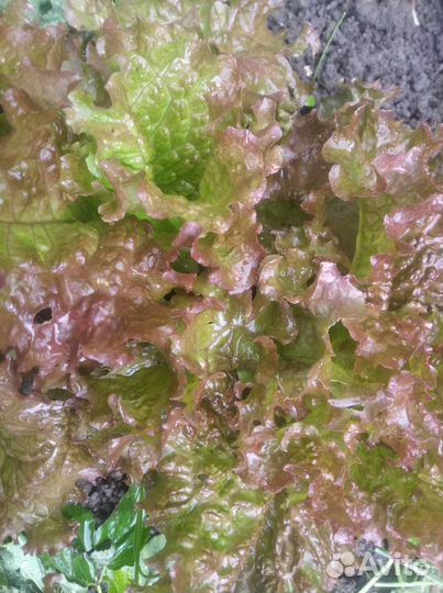 Свежая зелень прямо с грядки