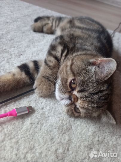 Девочка экзотка