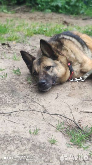 Замечательная Альма метис овчарки в приюте