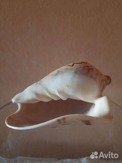 Сувенир ракушка