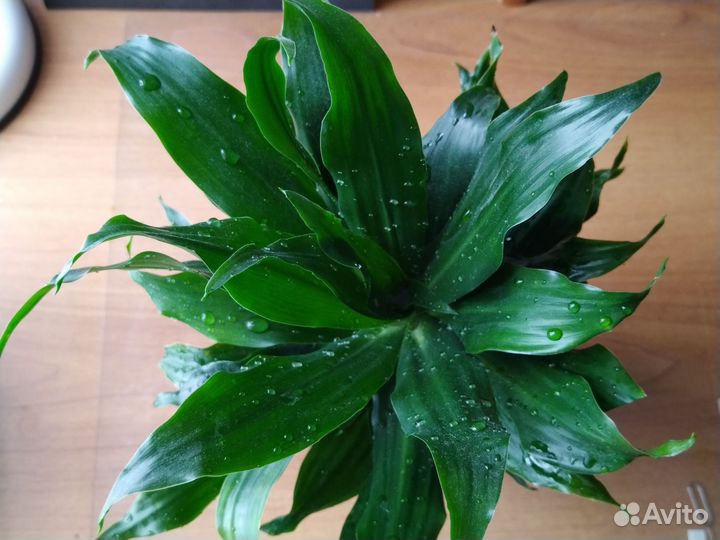 Пальма драцена