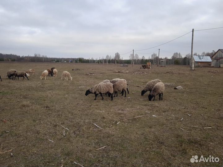 Овцы бараны романовские чистопородные суягненные
